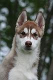 SIBERIAN HUSKY 1039